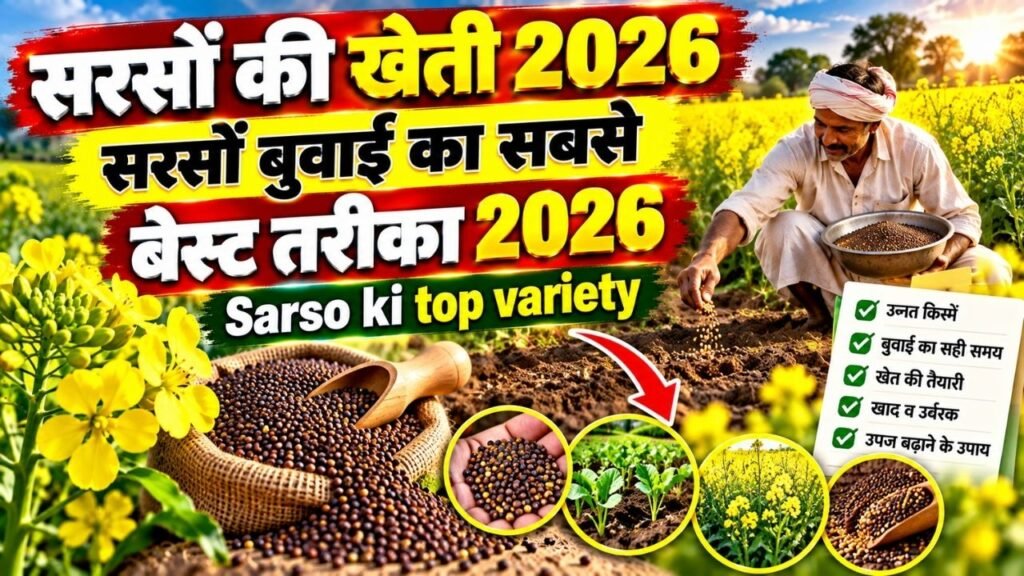Sarso ki kheti 2026